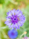 Close up Cornflower blue with bee