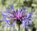 Cornflower Centaurea close up with blurry green background. Royalty Free Stock Photo