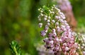 Cornish heath erica vagans flower