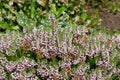 Cornish heath erica vagans flowers