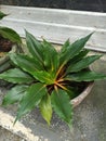 Close up of cornstalk dracena plant