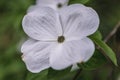 Close up on Cornus flower