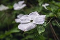 Close up on Cornus flower