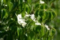 Close-up of cornus kousa also called japanese dogwood in bloom Royalty Free Stock Photo