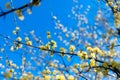 Close up of Cornus mas, the Cornelian cherry, European cornel or Cornelian cherry dogwood on blurry yellow blue background. Royalty Free Stock Photo