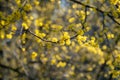 Close up of Cornus mas, the Cornelian cherry, European cornel or Cornelian cherry dogwood on blurry yellow blue background. Royalty Free Stock Photo