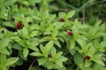 Cornus suecica, the dwarf cornel or bunchberry Royalty Free Stock Photo