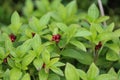 Cornus suecica, the dwarf cornel or bunchberry