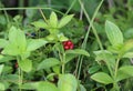 Cornus suecica, the dwarf cornel or bunchberry