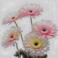 Close-up corollas of light pink gerberas, on their green stems, in a variegated watercolor color, on a light pink background