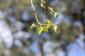 Close Up Corylus Colurna Branch At Amsterdam The Netherlands 18-3-2024