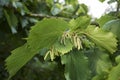 Corylus colurna branches