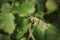 Corylus colurna branches