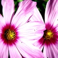 Close up of cosmea flowers with white-purple petals and yellow pistil Royalty Free Stock Photo