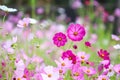 Cosmos bipinnatus flowers field with water drops blooming in the morning garden natural background Royalty Free Stock Photo