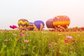 Close up cosmos flowers field with group hot air balloons background Royalty Free Stock Photo