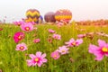 Close up cosmos flowers field with group hot air balloons background Royalty Free Stock Photo