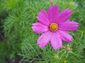 Close up Cosmos pink flower Family Compositae in garden Royalty Free Stock Photo