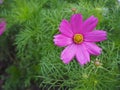 Cosmos pink flower Family Compositae in garden Royalty Free Stock Photo