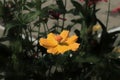 close up Cosmos sulphureus flower Royalty Free Stock Photo