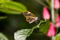 Costa Rica Clearwing Butterfly standing on a leaf