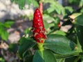 close up of costus woodsonii flower Royalty Free Stock Photo