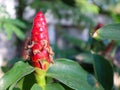 close up of costus woodsonii flower Royalty Free Stock Photo