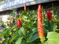 close up of costus woodsonii flower Royalty Free Stock Photo