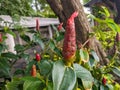 A close up of Costus woodsoniiÂ flower Royalty Free Stock Photo