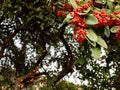 Close up of cotoneaster cornubia red berries Royalty Free Stock Photo