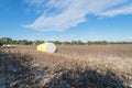 Close-up cotton bales on harvested field in Texas, USA Royalty Free Stock Photo