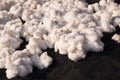 Close up of cotton balls drying in the sun