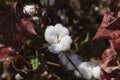 Close up of cotton boll. Omo Valley. Ethiopia.