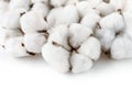 Close up of cotton bolls Royalty Free Stock Photo