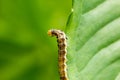 Cotton bollworm on the leaves