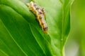 Cotton bollworm on the leaves