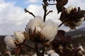 Close-up of a cotton flower. Cotton plantation Royalty Free Stock Photo