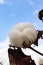 Close-up of a cotton flower. Cotton plantation Royalty Free Stock Photo