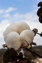 Close-up of a cotton flower. Cotton plantation Royalty Free Stock Photo