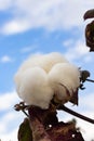 Close-up of a cotton flower. Cotton plantation Royalty Free Stock Photo