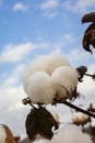 Close-up of a cotton flower. Cotton plantation Royalty Free Stock Photo