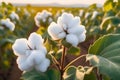 Close-up of a cotton plant with fluffy white cotton bolls ready to be harvested in a field at sunset