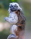 Close up of a cotton-top tamarin (Saguinus oedipus) Royalty Free Stock Photo