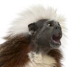 Close-up of Cottontop Tamarin with mouth open, Saguinus oedipus