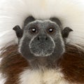 Close-up of Cottontop Tamarin, Saguinus oedipus Royalty Free Stock Photo