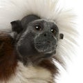 Close-up of Cottontop Tamarin, Saguinus oedipus Royalty Free Stock Photo