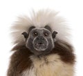 Close-up of Cottontop Tamarin, Saguinus oedipus Royalty Free Stock Photo