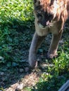 Close up of cougar walking