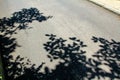 Close-up of the country road with the shadow of trees leaves and branches Royalty Free Stock Photo