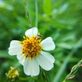 Close up of couple bees on stamens blossem flower